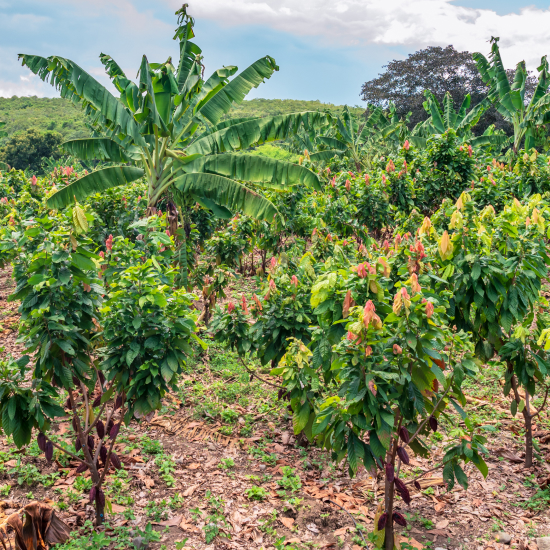 Agroforesterie : une culture de cacao responsable