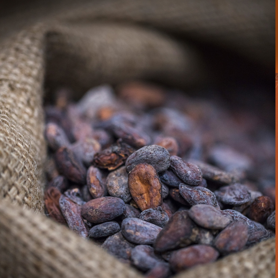 Des fèves de cacao