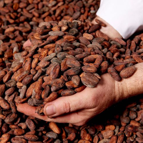 fèves de cacao