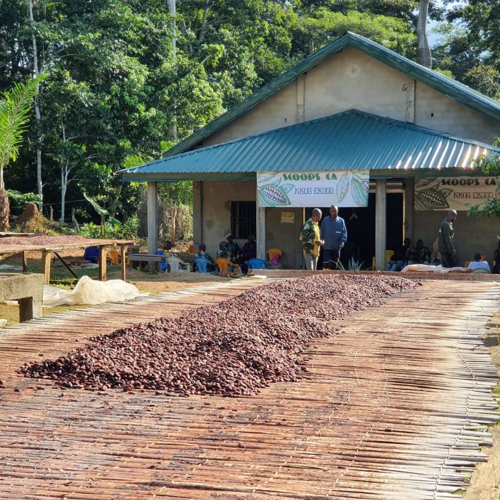 Fèves de cacao